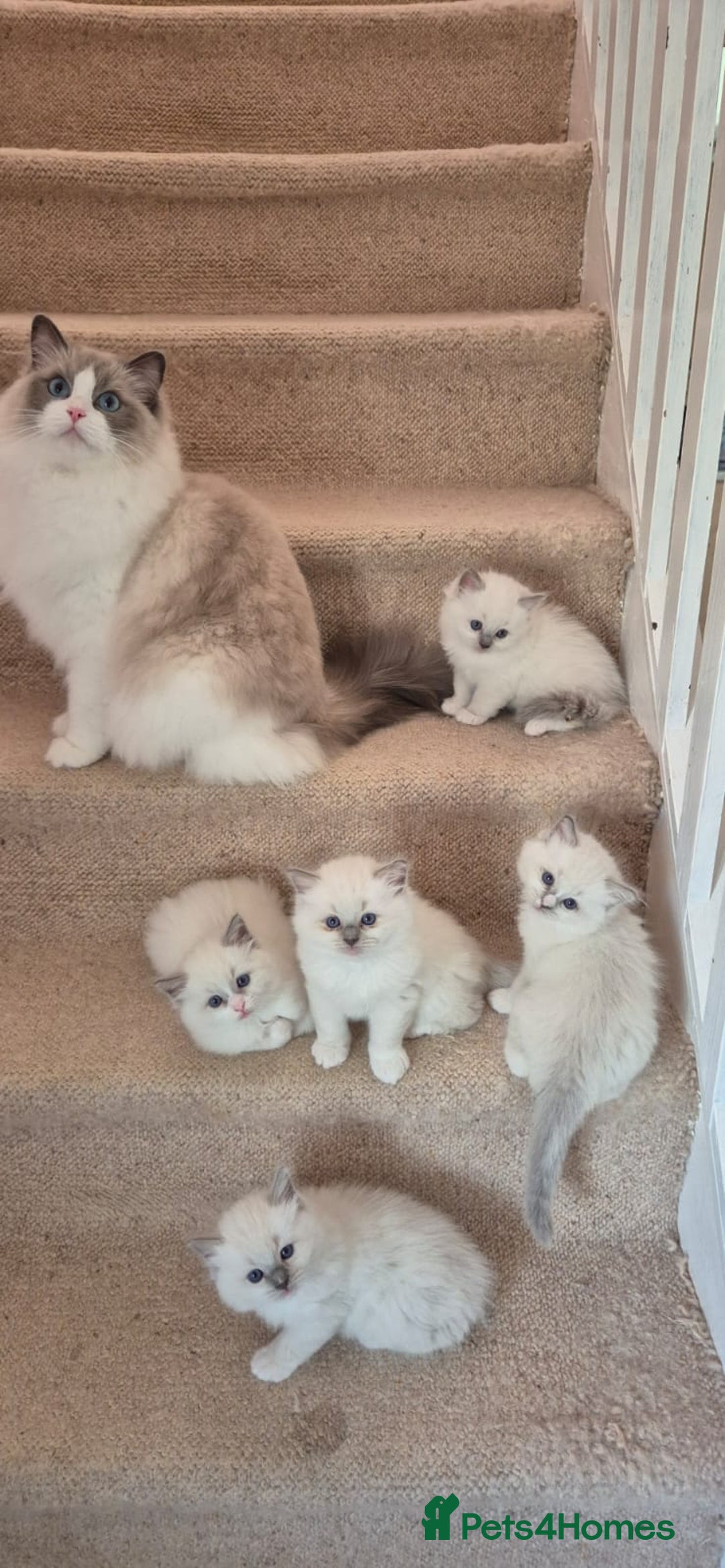 Ragdoll cats for sale: 5 GCCF Pedigree Ragdoll kittens for sale - Image 26
