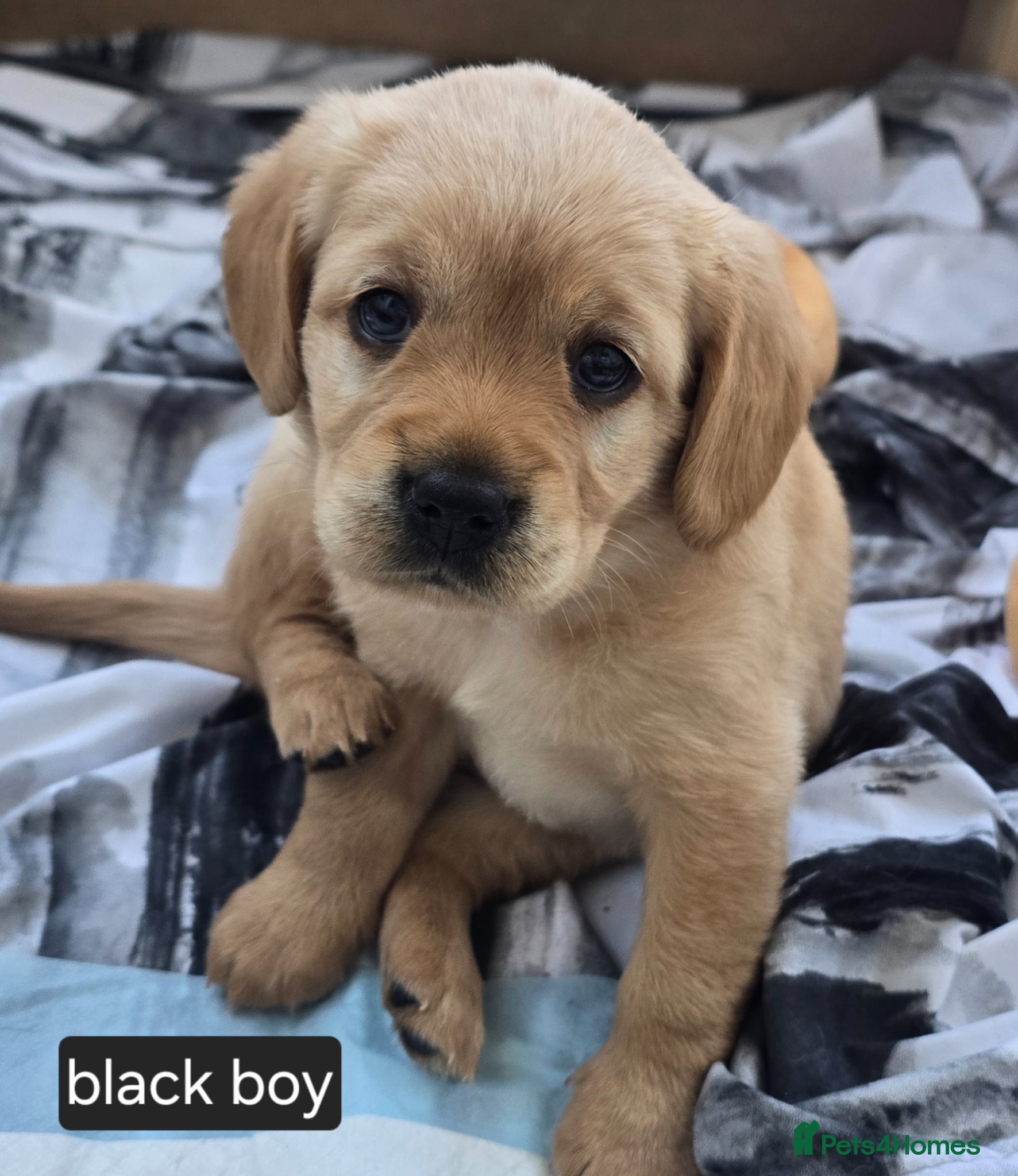 Mixed Breed dogs for sale: Cavador! Rare Ready 2 leave. 1 beautiful boy left. - Advert 33