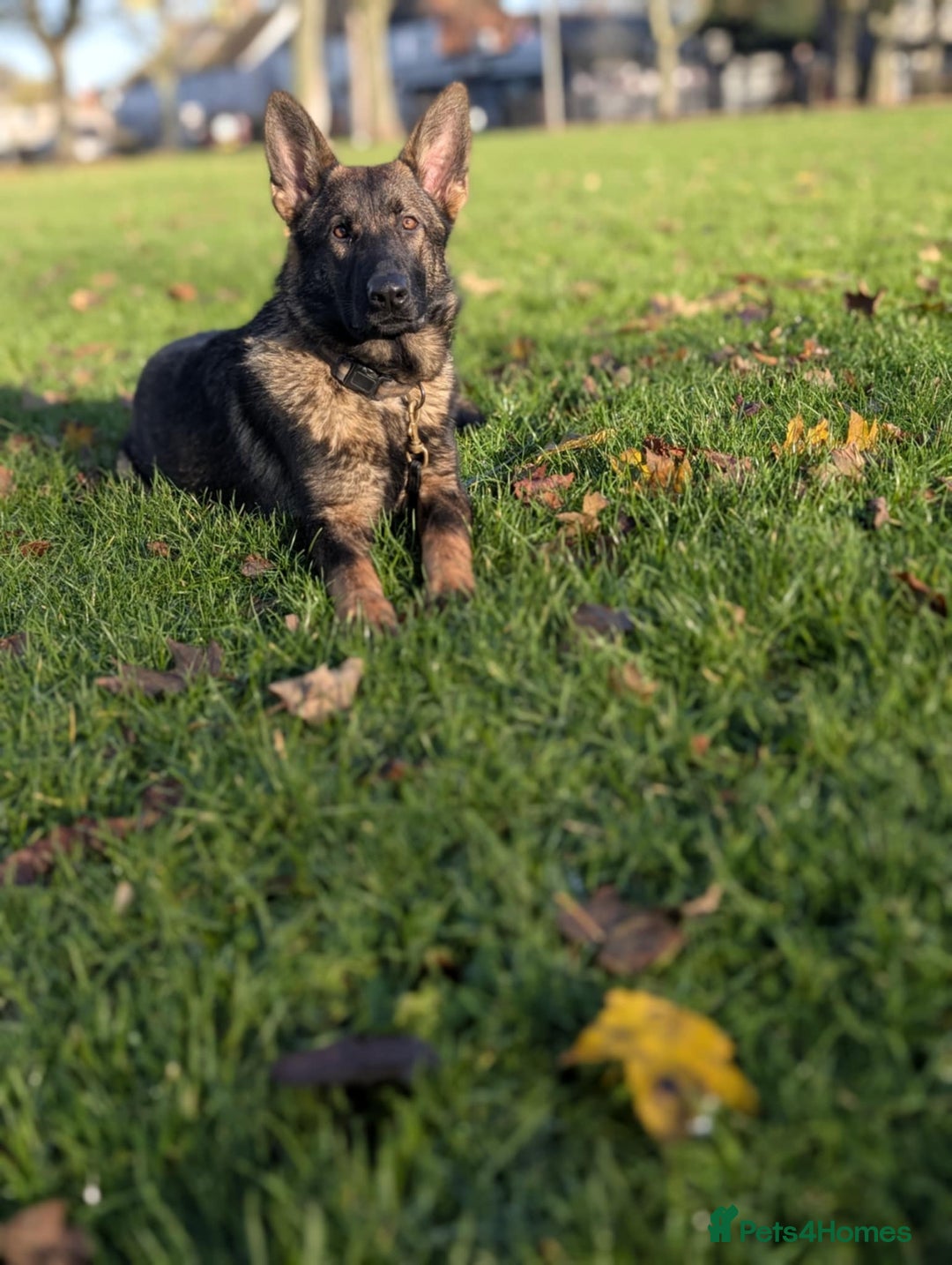 German Shepherd dogs for sale: German shepherd  - Advert 4