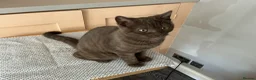 British Shorthair cats for sale: Beautiful chocolate female  - Advert 8
