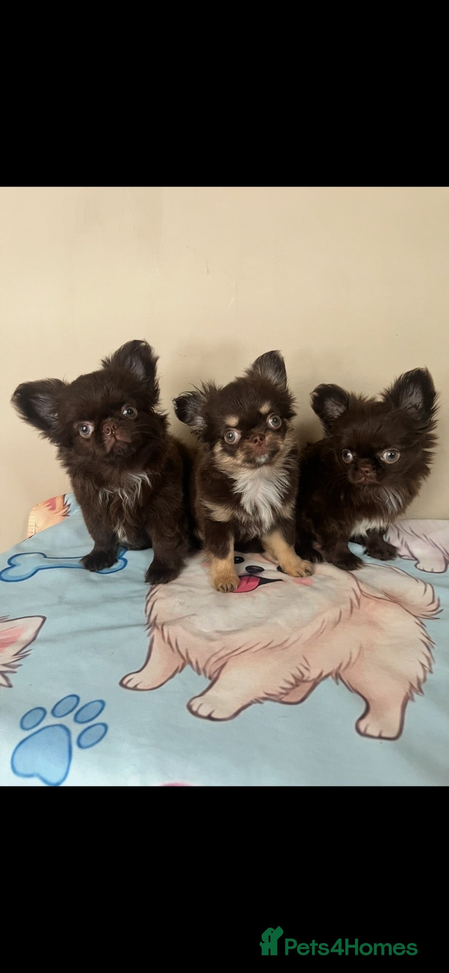 Chihuahua dogs Ready now beautiful Thai/russian chihuahuas  - Advert 10