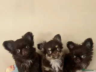 Chihuahua dogs Ready now beautiful Thai/russian chihuahuas - Advert 10