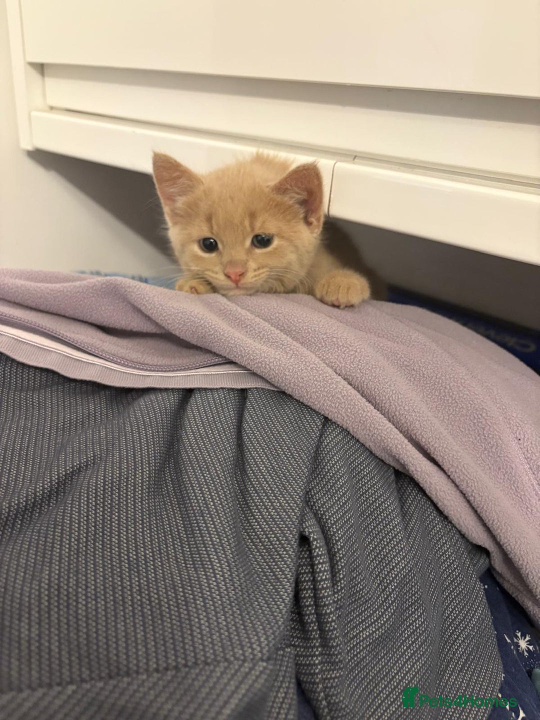 Mixed Breed cats for sale: Very light ginger kittens.  - Image 4