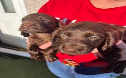 Cocker Spaniel dogs for sale: ⭐️Cocker spaniel puppies ready now ⭐️ - Image 6