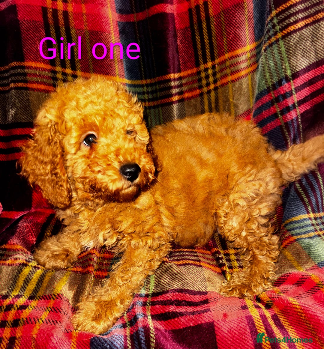 Toy Poodle dogs for sale: Toy Poodle Puppies For Sale - Image 4