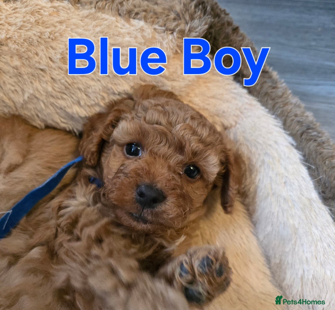 Maltipoo dogs for sale: 🐶4 gorgeous maltipoo pups for sale ready monday🐶 - Advert 4