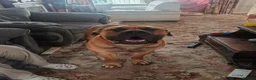 Boerboel dogs for stud: Boerboel male for stud - Advert 3