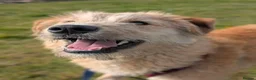 Mixed Breed dogs for adoption: Meet Toby, currently residing in Fife in Cupar - Advert 12