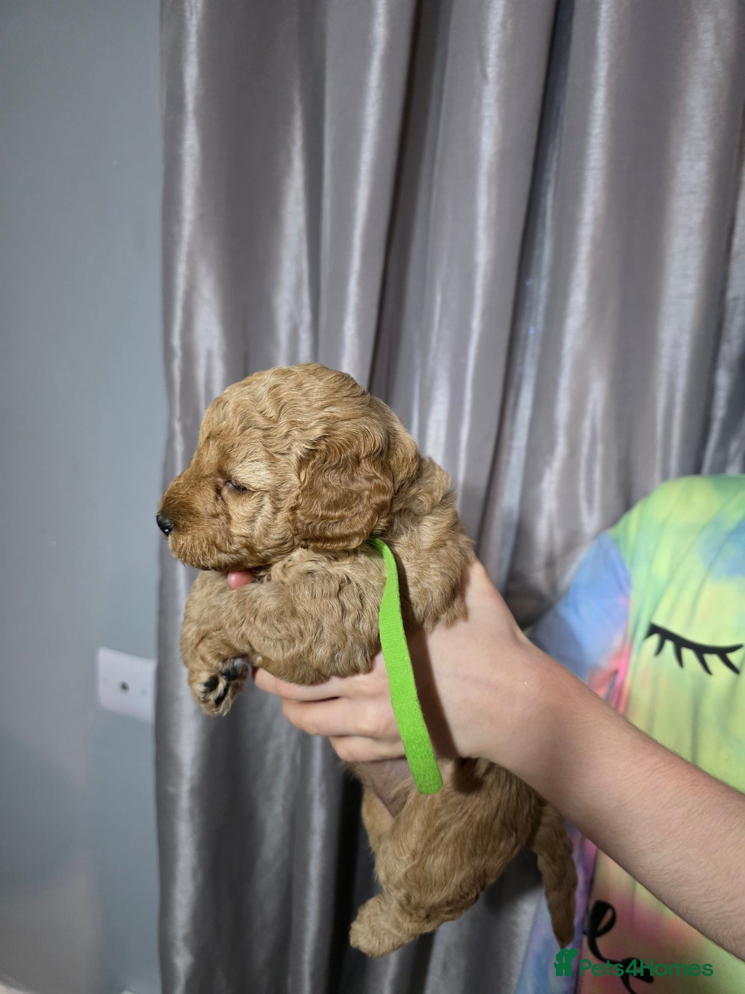 Cockapoo dogs for sale: Cockapoo puppies   - Advert 6