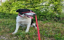 Mixed Breed dogs for adoption: NALA, a Lovely Girl - for a Loving Home - Image 18