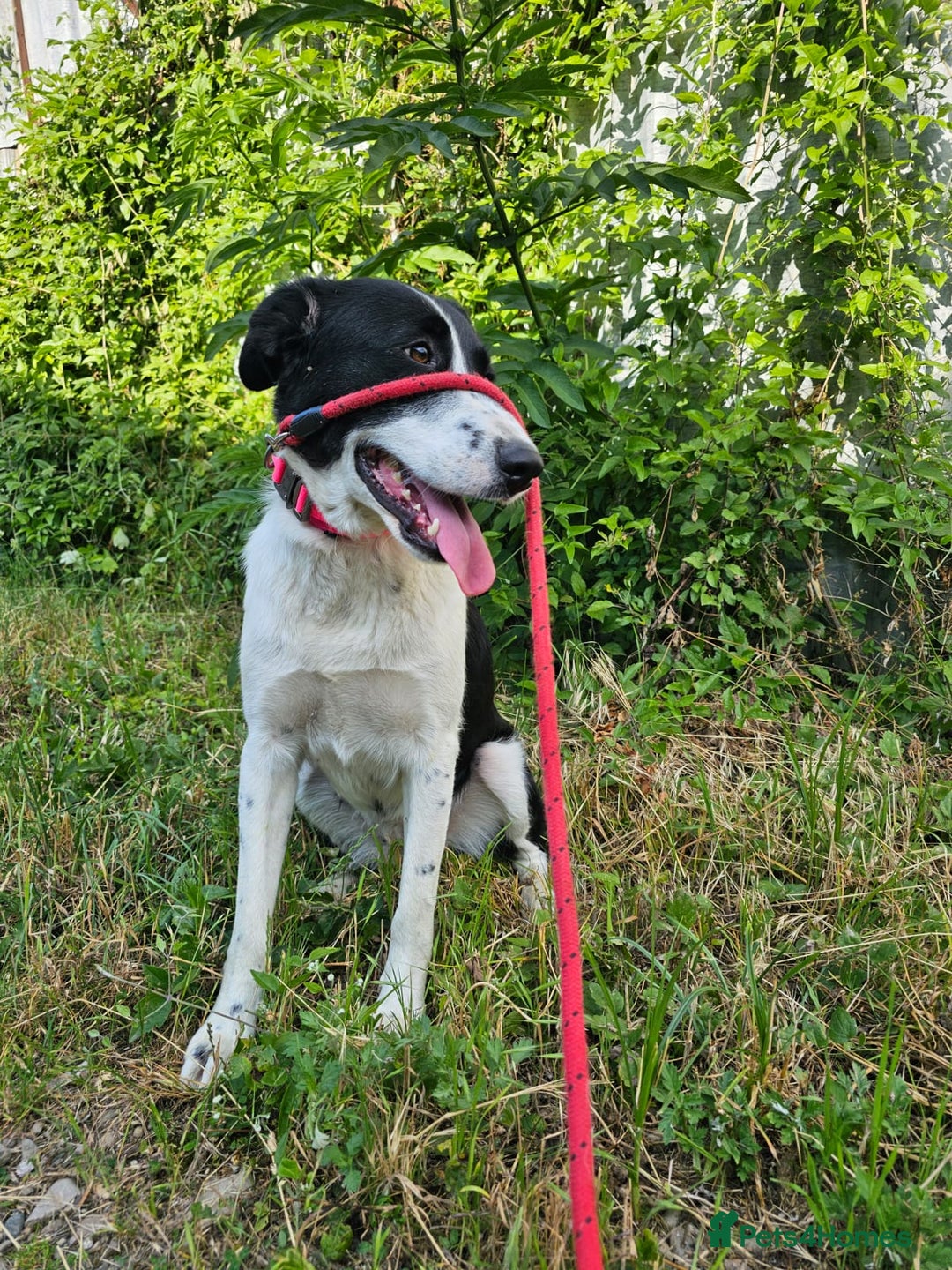 Mixed Breed dogs for adoption: NALA, a Lovely Girl - for a Loving Home - Image 18