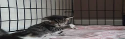 Domestic Shorthair cats for sale: 3 kittens for sale  in Tamworth - Advert 8