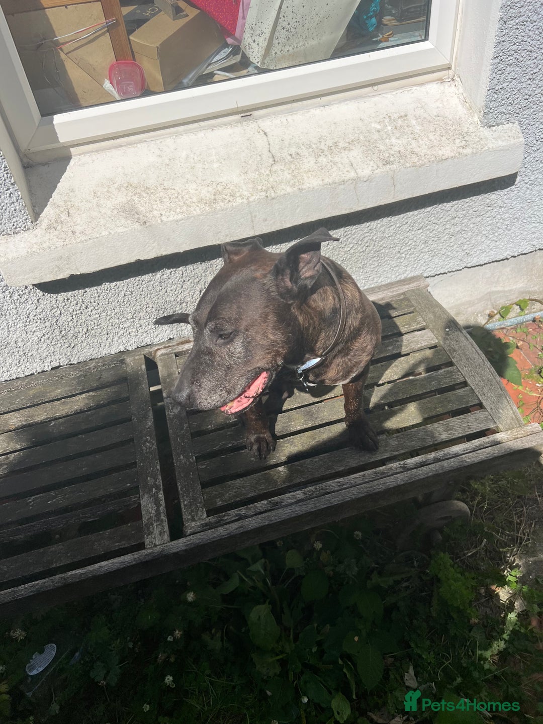 Mixed Breed dogs for sale: Home needed asap. Murphy ,8 year old - Image 5