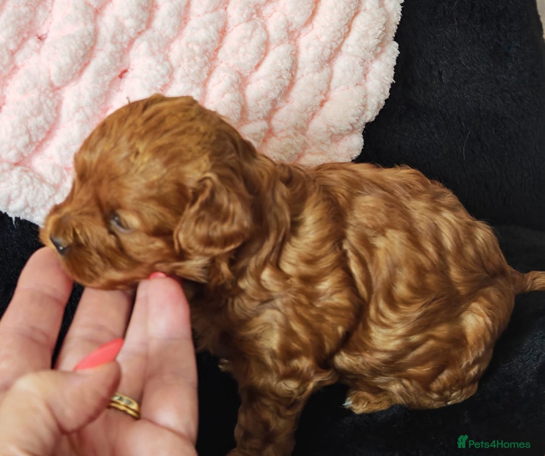 Mixed Breed dogs for sale: BEAUTIFUL SMALL MALTIPOO  BABY'S  - Image 8