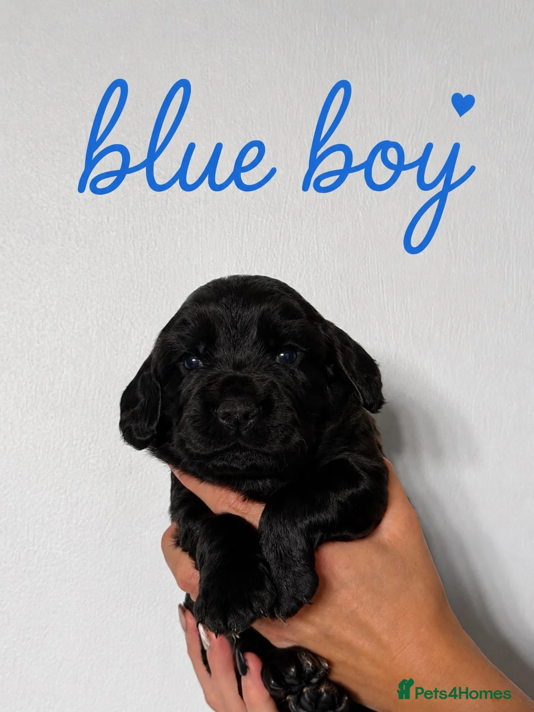 Cocker Spaniel dogs for sale: Stunning Working Cocker Spaniel puppies in Halifax - Advert 6