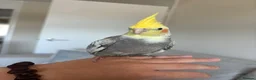 Cockatiels birds for sale: 2 cockatiels pair in Romsey - Advert 5
