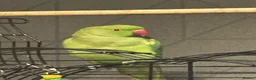 Ringnecks birds for sale: Indian ring neck  in Witham - Advert 1