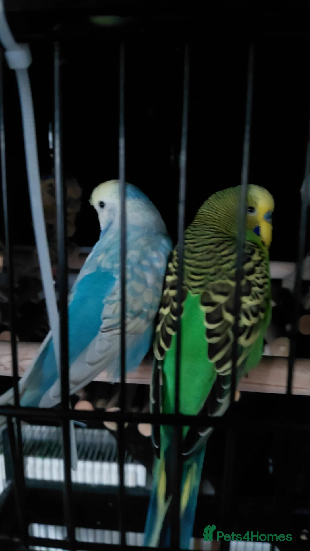 Budgerigars birds for sale: Budgies for sale in Aylesbury - Advert 2