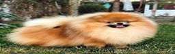 Pomeranian dogs for sale: Beautiful Pomeranian puppies - Advert 16
