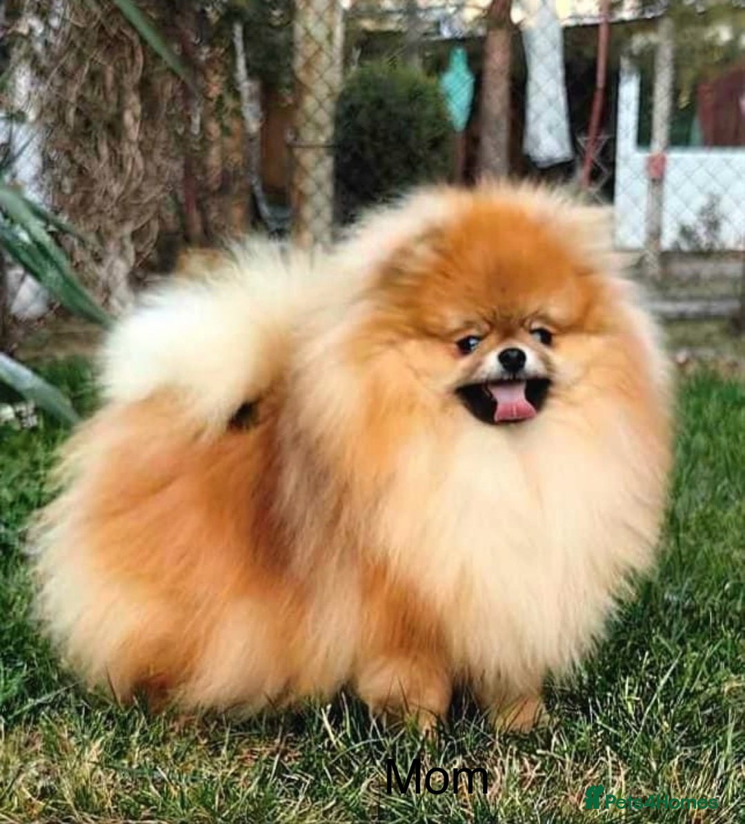 Pomeranian dogs for sale: Beautiful Pomeranian puppies - Advert 16