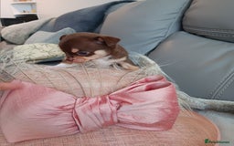 Chihuahua dogs for sale: Chihuhua pups - Image 8