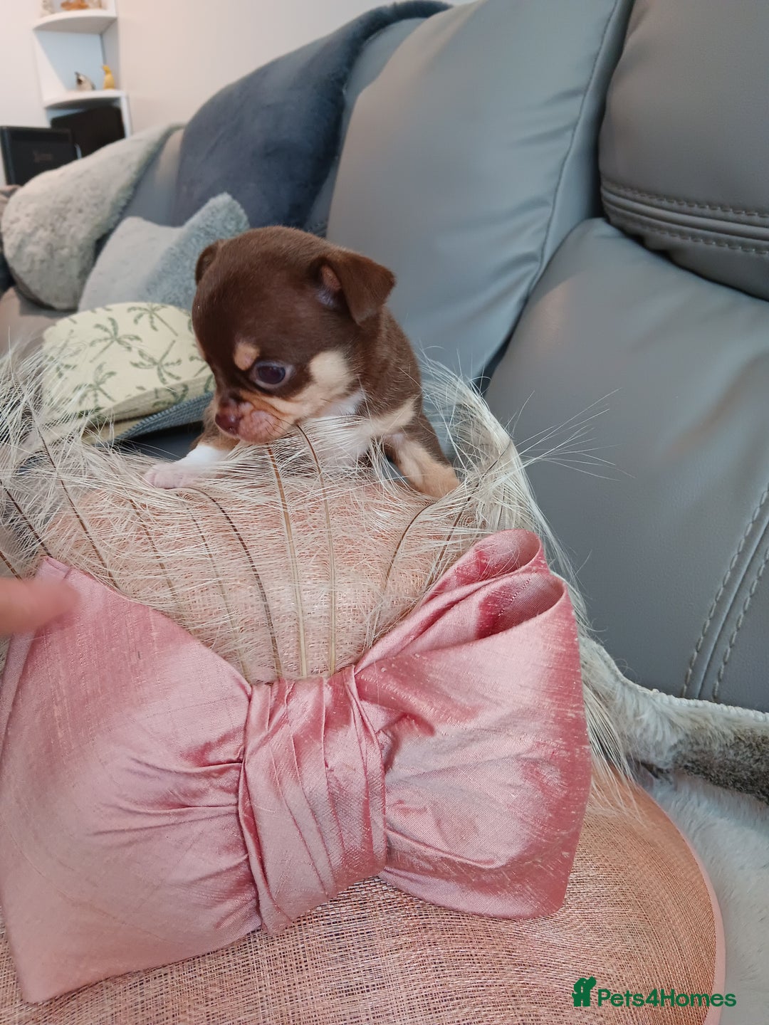 Chihuahua dogs for sale: Chihuhua pups - Image 8