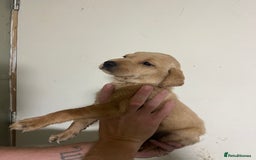 Labrador Retriever dogs for sale: 7 Labrador Puppies - Image 12