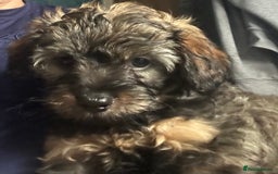 Mixed Breed dogs for sale: Tibetan x Toy Poodle - Image 1