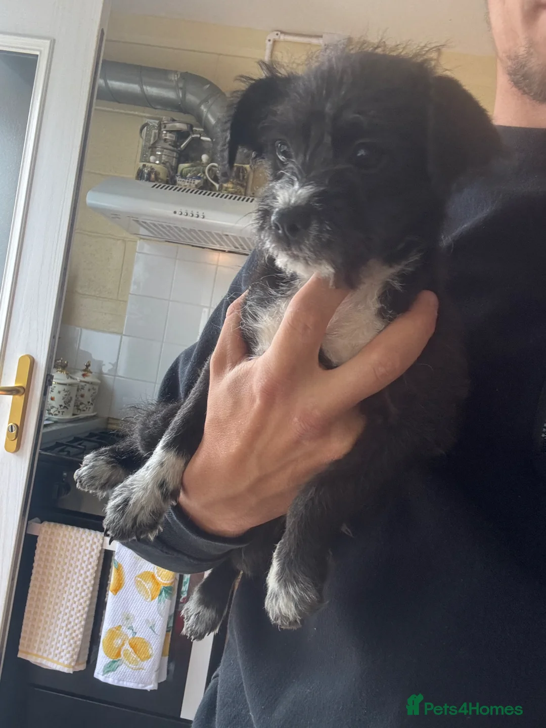 Mixed Breed dogs for sale: 2 female Shih Tzu x Jack Russell - Advert 6