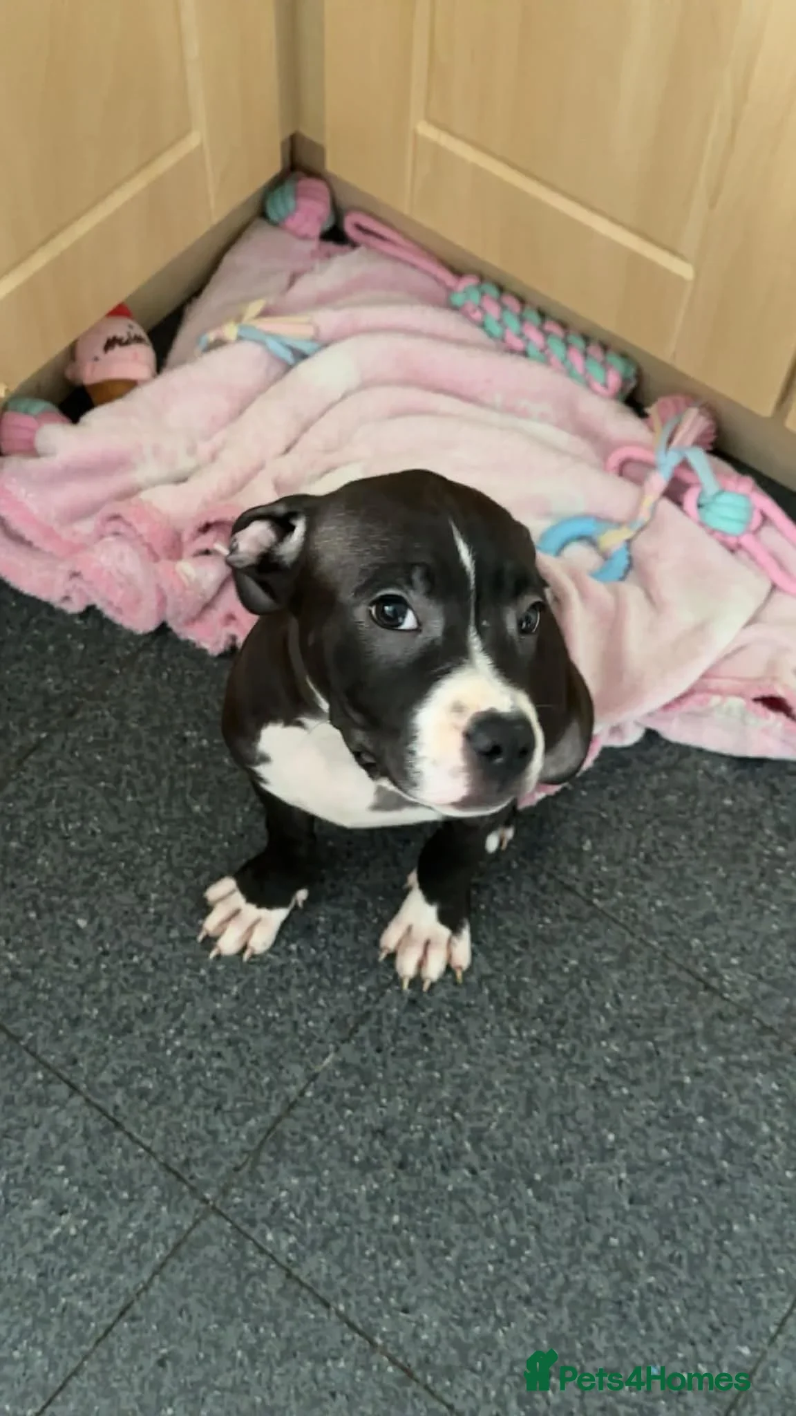 Staffordshire Bull Terrier dogs Blue staffie puppies  - Advert 11