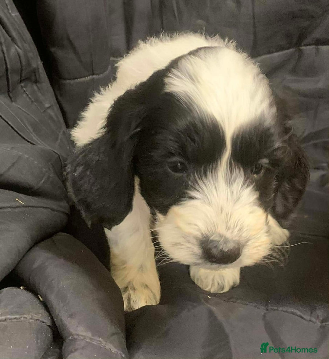 Cockapoo dogs for sale: F1 Cockapoo puppies ready now  - Advert 12