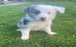 Border Collie dogs for sale: Border Collies READY NOW - Image 9