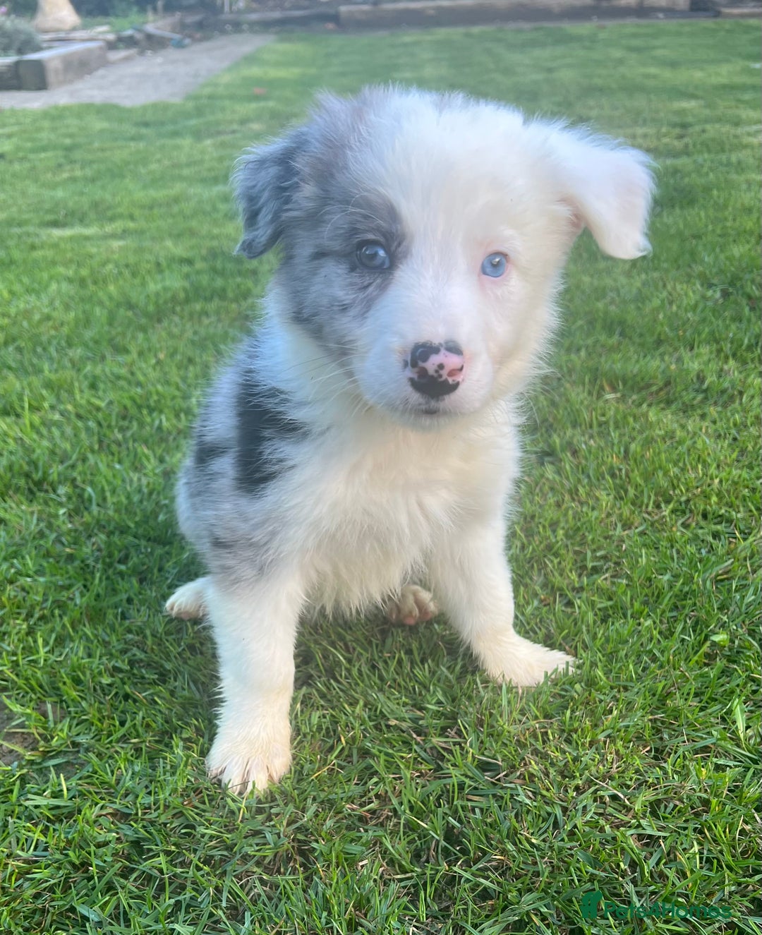 Border Collie dogs for sale: Border Collies READY NOW - Image 9
