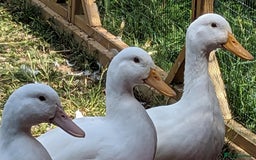 Ducks poultry for sale: White Campbell's  - Image 1