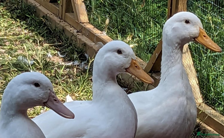 Ducks poultry - Advert 1