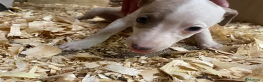 Whippet Puppy 4