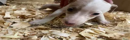 Whippet dogs for sale: Stunning litter of Whippets  - Advert 11