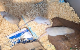Gerbil rodents for sale: Baby gerbils mixed sex - Image 3