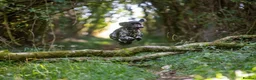 German Shorthaired Pointer dogs for stud: KC registered GSP For Stud - Advert 19