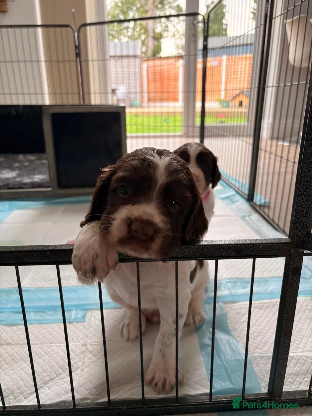 English Springer Spaniel dogs for sale: Working English Springer Spaniel pups - Advert 5