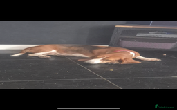 Basset Hound dogs for sale: Basset hound red tri female  - Image 3