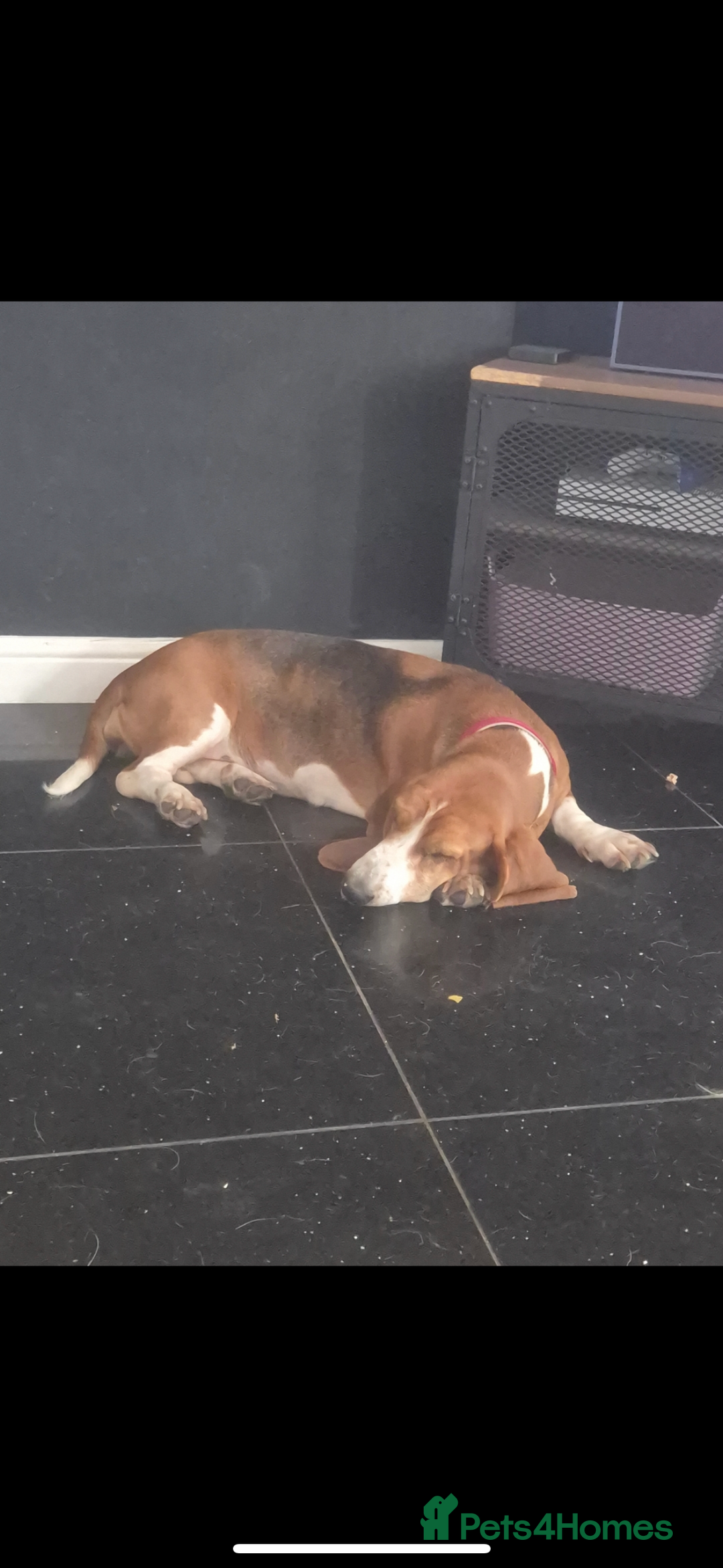 Basset Hound dogs for sale: Basset hound red tri female  - Image 3