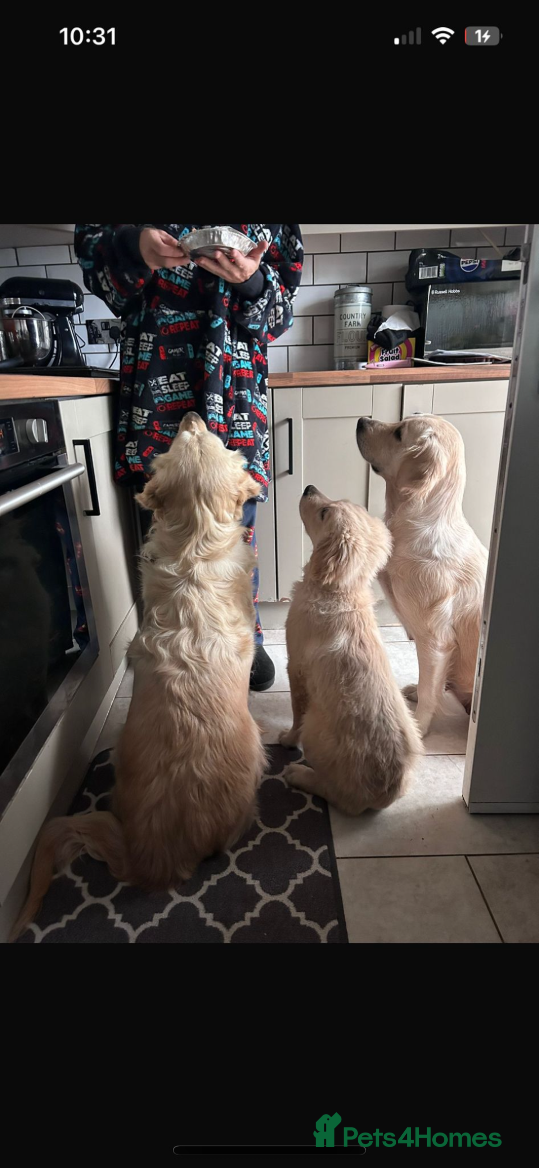 Golden Retriever dogs for sale: Golden Retrievers, Stunning Litter , Certificates  - Advert 13