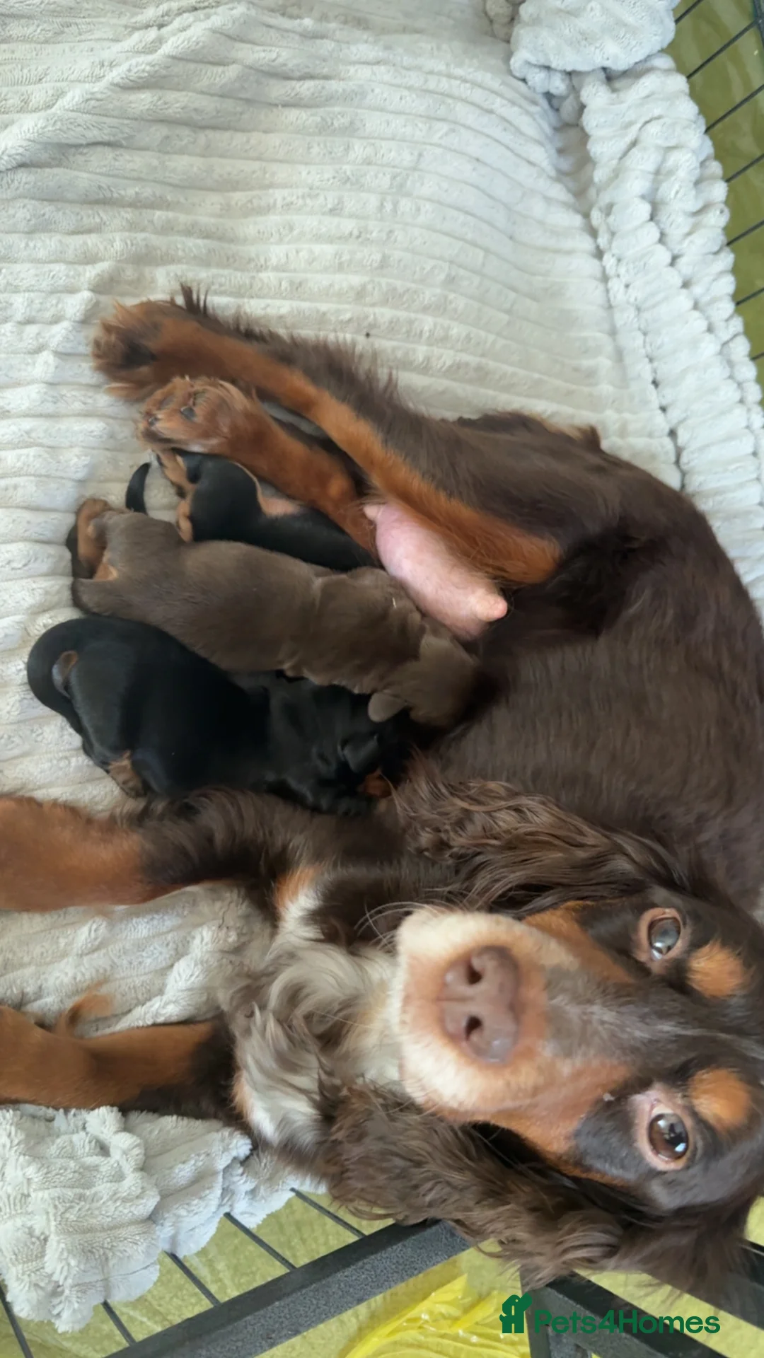 Mixed Breed dogs for sale: Dachshund x Cocker Spaniel (Cockerhund)  - Advert 2