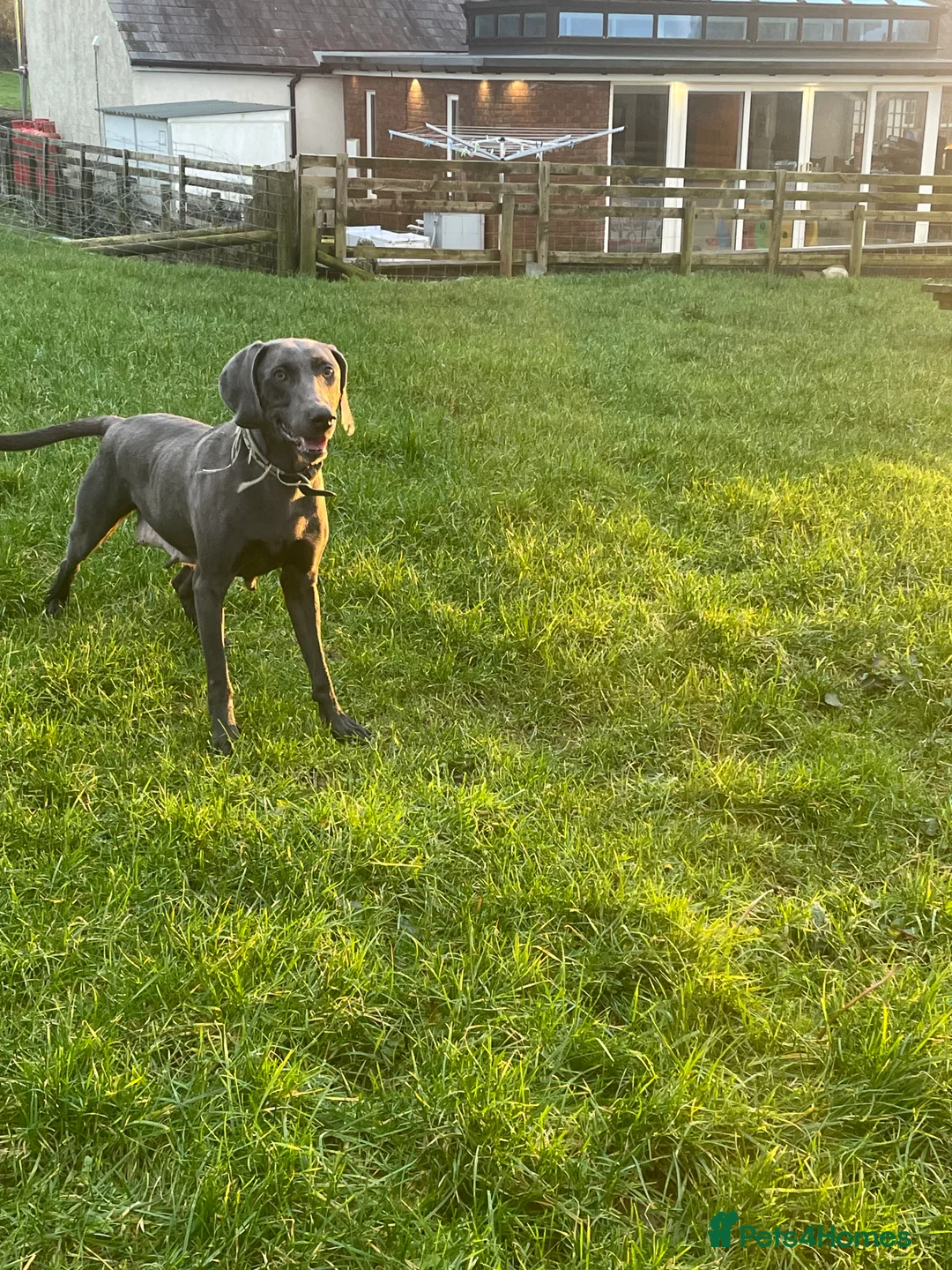 Weimaraner dogs for sale: Weimaraner kc registered  - Advert 8