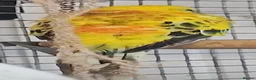 Parrots birds for sale: Birds/Parakeets/Parrots/Amazons  - Advert 17