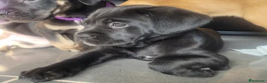 Cane Corso Puppy 1