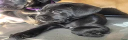 Cane Corso dogs for sale: ❗️READY TO GO NOW❗️2 FEMALE CANE CORSO - Advert 20