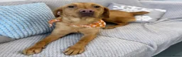 Labrador Retriever dogs for sale: Female fox red labrador  - Advert 1