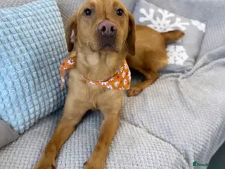 Labrador Retriever dogs Female fox red labrador - Advert 1